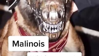 Malinois Within seconds