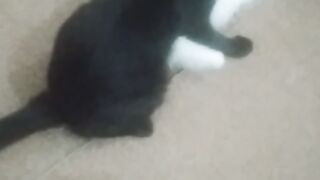 | Cat |Very important |9947Asim |