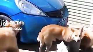 Funny Dogs