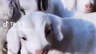 Goats babies.