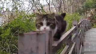 Beautiful Cat Walking on wall ????????????????