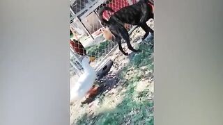 2023 Funniest_ Animals _❤️???? Funniest Cat's and Dogs ????????