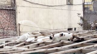 Cat attacking on kabotar ????