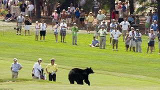 20 EPIC MOMENTS OF ANIMALS IN SPORTS
