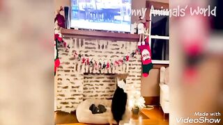 Intelligent cats ????????