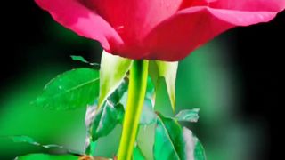 Beauty realaxing