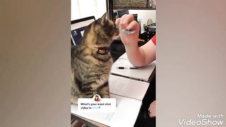 Beautiful stupid cats ????????