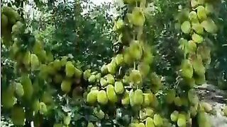 #Islamic# video beautiful