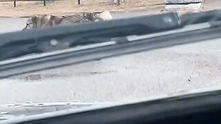 the dog helps the kitten.