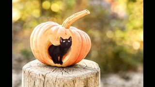 Cat video#animalvideo