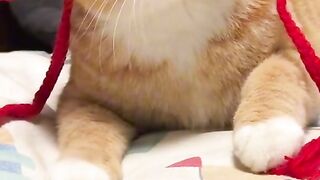 Cute cat with pet lover care