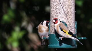 Cute Birds  #viral #cute #birds
