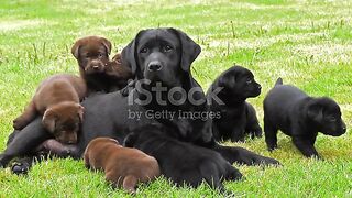 Black Labrador Retriever Bitch And Black And Brown Puppies On The Lawn Normandy 4k Slow Motion Stock Video