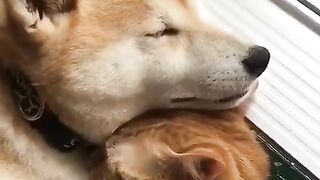 Love dogs and cats