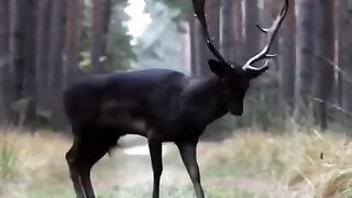 Черный олень