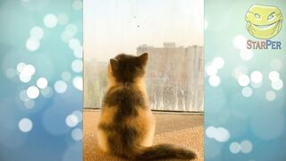 Funny Animals 2022 February Cats Dogs cute Animals Compilation 4