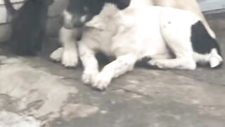 Крутой Кот