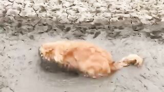 Грязевые купания
