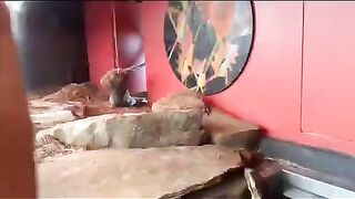 Опасная земля : Кормление амаконды