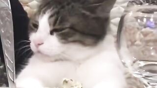 Приколы с животными ???????? Смешные коты Приколы