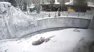 В Ташкенте женщина бросила своего ребенка в вольер к медведю