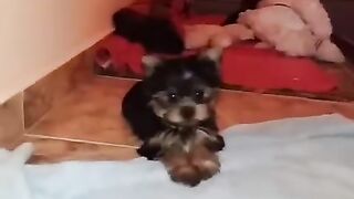 Yorkshir terrier pupies