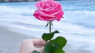 Beautiful flowers