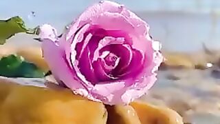 Beautiful flowers 2