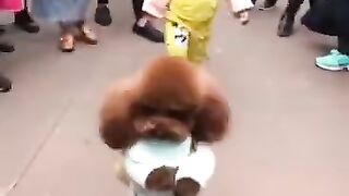 Собака ходит как человек