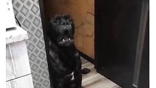 Пёс болтун