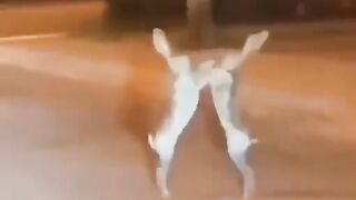 Зайцы танцуют