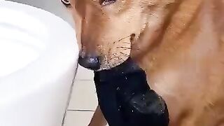 Пёс любитель