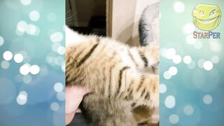 Лучшие приколы 2022 Февраль \ Best COUB \ Тест на психику \ Подборка № 22
