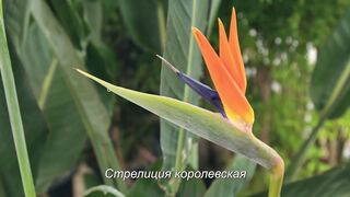 Стрелиция королевская (Strelitzia reginae).