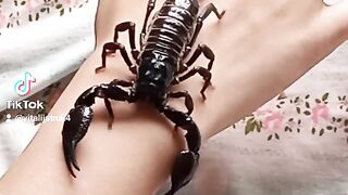Хобби сына.