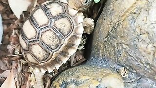 Черепашка, которой 200 лет