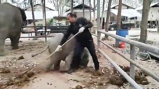 Слоник мешает парню