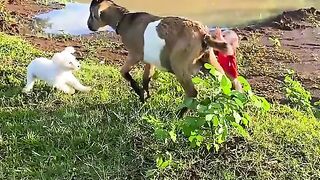 funny video monkey