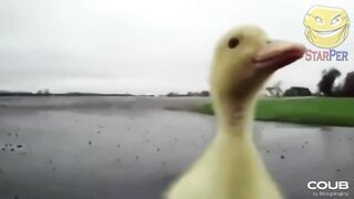 Funny Animals 2022 February \ Cats \ Dogs \ Cute Animals \ Compilation 6