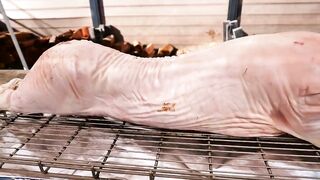 roasted pig
