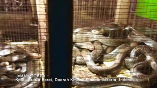 Cobra Satay & Cobra blood