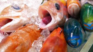 GIANT HUMPHEAD PARROTFISH