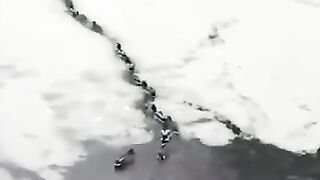 AWW SO CUTE! Cutest baby animals Videos Compilation Cute moment of the Animals - Cutest Animals