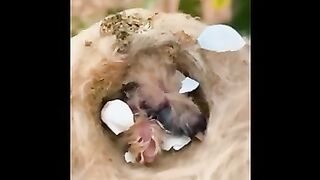 Cutest baby animals Videos Compilation Cute moment of the Animals - Cutest Animals