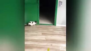 Pets Getting Scared Over Nothing- Funny Cat And Dog Videos| Amazing Animals