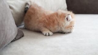 Самый опасный котенок в мире:)
