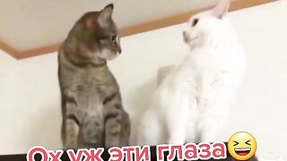 Ох уж эти глазки