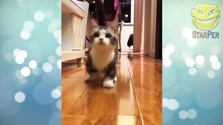 Funny Animals 2022 February \ Cats \ Dogs \ Cute Animals \ Compilation 7
