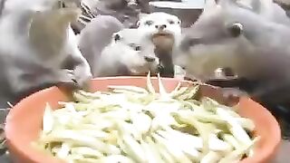 Выдрячий пир)))