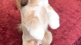 beautiful dog posing for the camera